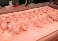 Begini cara mencegah agar daging dan ayam tidak terkontaminasi bakteri