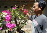 Agar bougenville dan teratai rajin berbunga, satu di antaranya ditempatkan di lokasi yang banyak mendapat sinar matahari