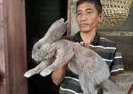 Beragam jenis kelinci cocok diolah menjadi masakan sate, tongseng dan tengkleng, begini syarat pentingnya