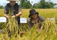 Panen Padi HMS 700 di Desa Madurejo Prambanan, Produktivitas Capai 10 Ton Per Hektare