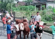 Tradisi Unik Warga Lereng Merapi, Ratusan Sapi Diarak Keliling Kampung
