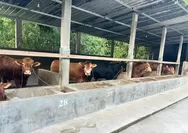 Harga Sapi untuk Kurban di Karanganyar Mengalami Kenaikan Akibat Biaya Pakan Naik