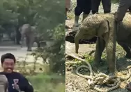Dramatis! Kawanan Gajah Liar Serbu Mess Karyawan di Riau, Warga Berhasil Selamatkan Bayi Gajah dari Septic Tank