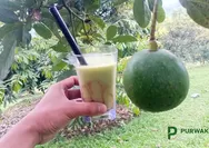 Petik Alpukat Langsung dari Pohon di Purwakarta, Sensasi Wisata Sehat yang Lagi Viral