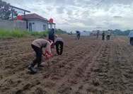 Polsek Tapung Tanam Jagung Kuartal II Dukung Program Ketahanan Pangan Nasional