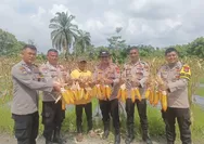 Polsek Koto Gasip Gelar Panen Raya Jagung Serentak Kuartal I, Dukung Ketahanan Pangan