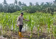 Personil Polsek Batu Hampar Monitoring dan Cek Tanaman Jagung Pipil Dilahan Ketahanan Pangan
