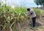 Polsek Tapung Cek Perkembangan Jagung Pipil, Dukung Ketahanan Pangan Nasional