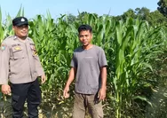 Dukung Ketahanan Pangan, Polsek Rumbai Barat Pekanbaru Monitoring Tanaman Jagung Pipil Petani