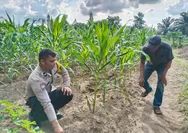Sambangi Petani, Polsek Rumbai Barat Jalin Silaturahmi dan Perkuat Ketahanan Pangan 