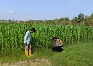 Dukung Swasembada Pangan, Bhabinkamtibmas Polsek Rumbai Barat Cek Berkala Perkembangan Lahan Jagung Warga