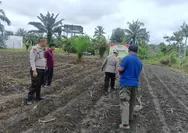 Polsek Kunto Darussalam Cek Perkembangan Jagung Pipil, Ajak Petani Dukung Swasembada Pangan Nasional