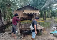 Respon Informasi Warga, Polsek Batu Hampar Segel Gubuk Kebun Sawit, Diduga Dijadikan Tempat Penyalahgunaan Narkoba
