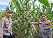 Kapolsek Baru Hampar Monitoring Langsung Tanaman Jagung Pipil Dukung Ketahanan Pangan Nasional