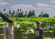 Wujud Dukungan Ketahanan Pangan, Bhabinkamtibmas Polsek Rumbai Barat Sambangi Kebun Pepaya Warga Binaan 