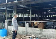 Dukung Ketahanan Pangan, Bhabinkamtibmas Polsek Rumbai Barat Sambangi Peternak Sapi
