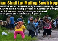 Aneh, Polres Bengkalis Tersangkakan Manager KSO Agrinas atas laporan Sindikat Ninja Sawit Negara