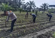Polsek Kunto Darussalam Cinta Petani, Pantau Langsung Perkembangan Tanaman Jagung Pipil di Desa Binaan
