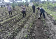 Polisi Cinta Tani, Polsek Kunto Darussalam Tanaman Jagung Pipil Dukung Program Ketahanan Pangan