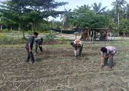 Polisi Cinta Petani Polsek Kunto Darussalam, Cek Perkembangan Tanaman Jagung di Desa Pasir Luhur