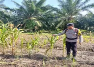Polsek Batu Hampar Cek Langsung Perkembangan Tanaman Jagung Pipil Dukung Ketahanan Pangan