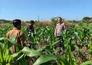 Wujud Nyata Program Ketahanan Pangan Nasional, Bhabinkamtibmas Cek jagung seluas 1,5 Ha