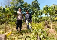 Dukung Program Ketapang, Bhabinkamtibmas Polsek Rumbai Barat Sambangi Kebun Petani Pepaya 