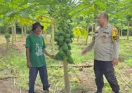 Bhabinkamtibmas Polsek Rumbai Barat Monitoring Kebun Pepaya Program Ketahanan Pangan