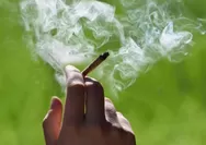 Ternyata Ini Penyebabnya: Tak Hisap Ganja Tapi Terpapar dan Positif