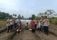 Polsek Tapung Tanam Jagung Pipil Bersama Lintas Sektor Dukung Ketahanan Pangan