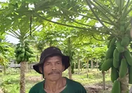 Dukung Program Ketahanan Pangan, Bhabinkamtibmas Polsek Rumbai Barat Sambangi Kebun Pepaya Warga