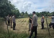 Kapolsek Tapung Tinjau Langsung Tanaman Jagung Pipil di Desa Batu Gajah, Panen di Bulan September 2026