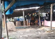 Praktik Judi Sabung Ayam di Pemalang Bebas Beroperasi