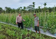 Bhabinkamtibmas Polsek Tapung Cek Tanaman Jagung Dukung Ketahanan Pangan