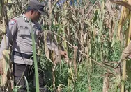Polsek Batu Hampar Cek Tanaman Jagung Pipil, Ditemukan Hama Tikus, Bhabinkamtibmas Lakukan Antisipasi