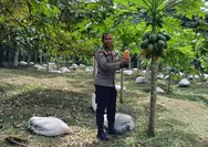 Dorong Ketahanan Pangan, Bhabinkamtibmas Polsek Rumbai Barat Sambangi Petani Pepaya, Ajak Lestarikan Pertanian