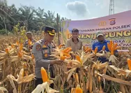 Kapolsek Tapung Pimpin Panen Raya Jagung di Desa Indrapuri, Wujud Nyata Dukungan Ketahanan Pangan 