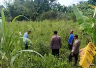 Terobos ilalang, Kapolsek Tapung Cek Lahan Program Ketahanan Pangan untuk Jagung Pipil 