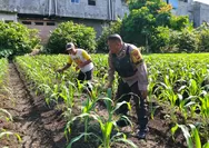 Bhabinkamtibmas Polsek Tapung Cek Tanaman Jagung Desa Binaan, Dalam Rangka Dukung Ketahanan Pangan Nasional