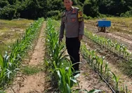 Polsek Rumbai Barat Sambangi Petani Jagung Manis, Dukung Ketahanan Pangan