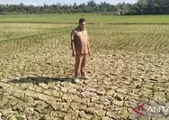 BMKG: Sebagian Sumatera Diprediksi Alami Puncak Kemarau Juli 