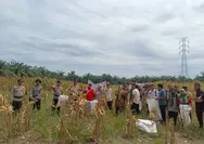 Polsek Batu Hampar Panen Raya Jagung Kuartal II 2026, Wujud Dukungan Polri terhadap Swasembada Pangan Nasional
