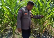 Dukung Ketahanan Pangan dan Antisipasi Gangguan Kamtibmas, Polsek Rumbai Barat Sambangi Petani Jagung