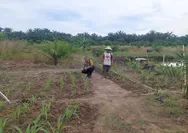 Dukung Ketahanan Pangan Nasional, Bhabinkamtibmas Polsek Tapung Cek Tanaman Jagung Desa Binaan
