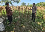 Dukung Ketahanan Pangan, Waka Polsek Tapung Cek Lahan yang Akan Ditanami Jagung