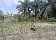 Dukung Ketahanan Pangan Nasional, Bhabinkamtibmas Polsek Tapung Rutin Cek Perkembangan Tanaman Jagung Petani Binaan