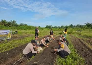 Dukung Ketahanan Pangan, Polsek Tapung Tanam Bibit Jagung di Lahan 1,5 Hektare