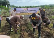 Polsek Tapung Kembali Lakukan Penanaman Jagung Pipil Bersama Kelompok Tani Indo Makmur Sejahtera
