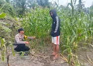 Polsek Batu Hampar Cek Pertumbuhan Jagung, Dukung Swasembada Pangan