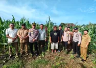 Kapolsek Tapung Bersama Perangkat Desa Sei Putih Laksanakan Pengecekan Tanaman Jagung Pipil